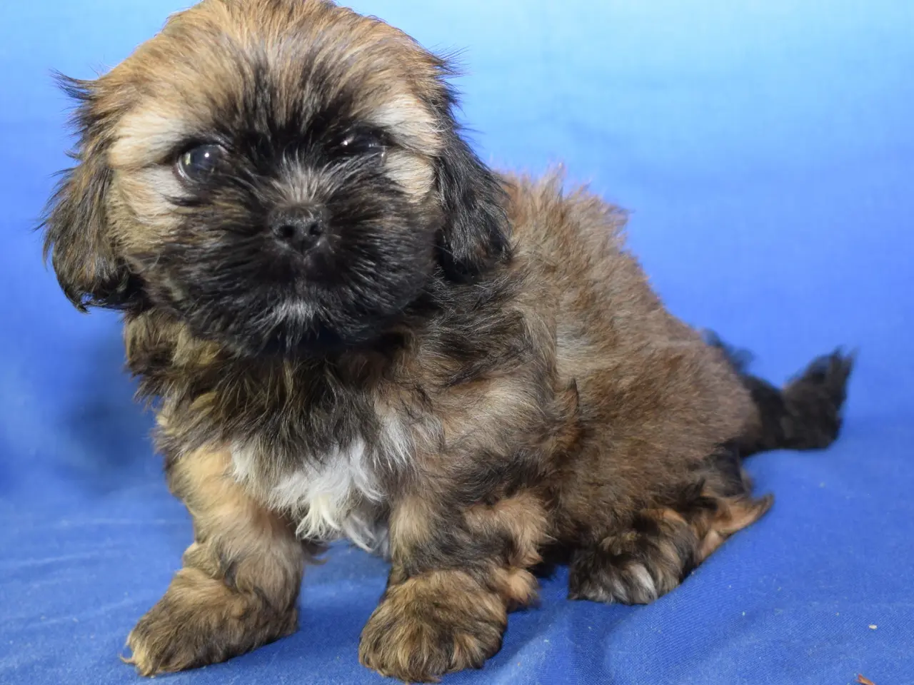 Billede 4 - Lhasa Apso hvalpe