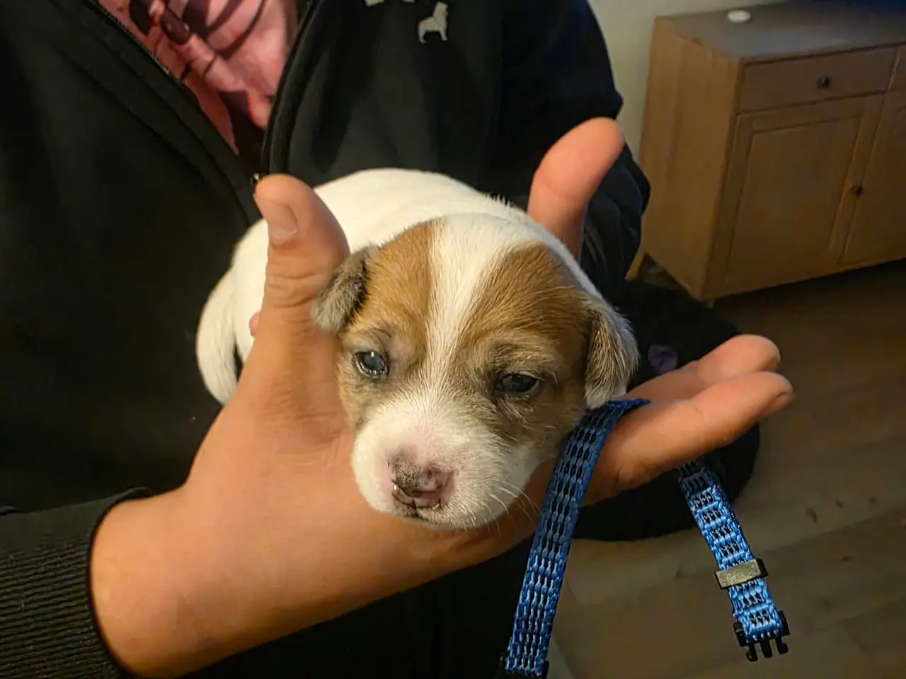 Billede 5 - Lækker Pomeranian / Jack Russell Hvalp til salg