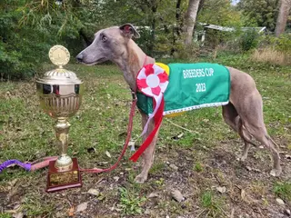 Whippet-hvalpe forventes – væddeløbslinjer