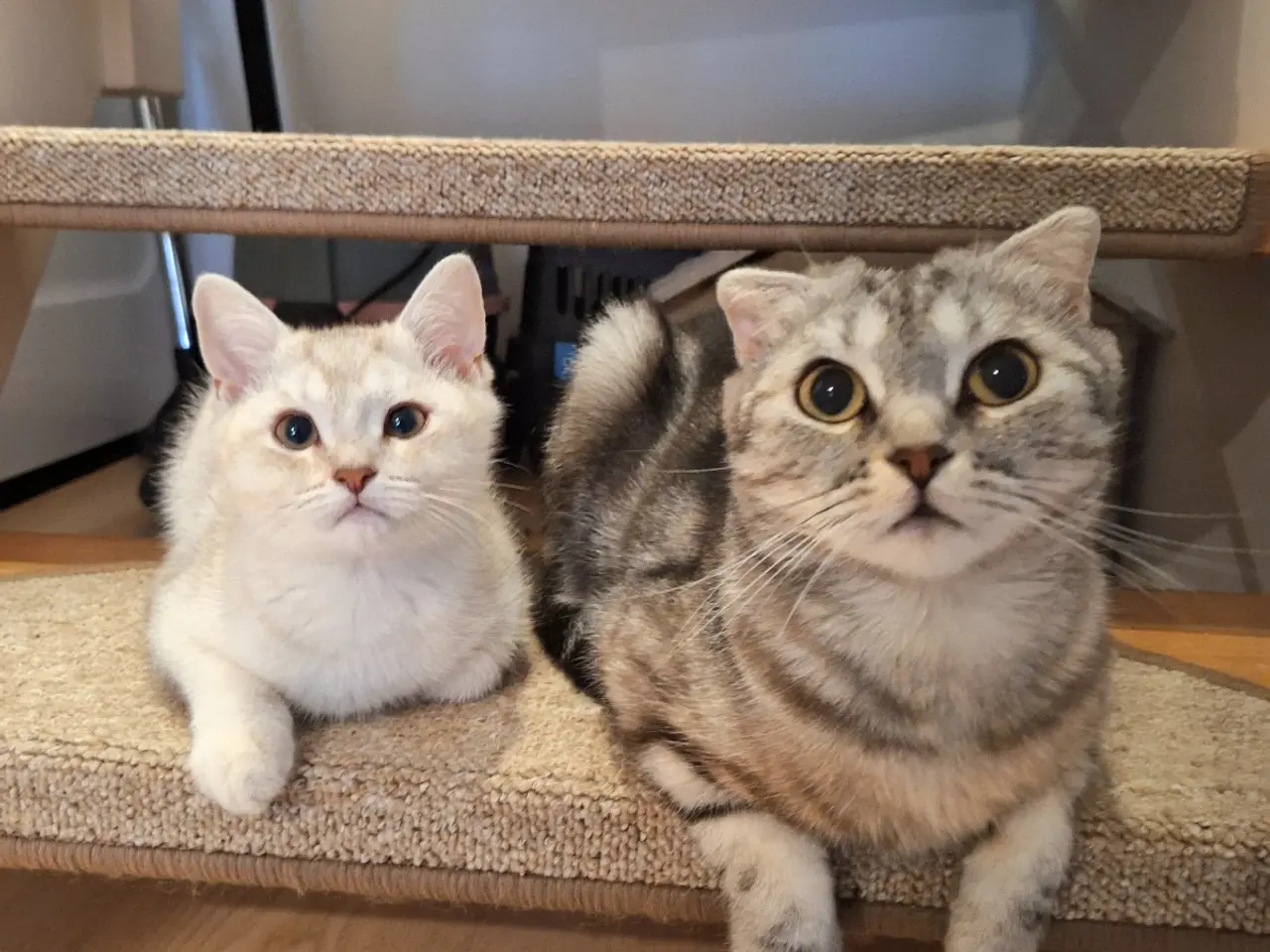 Billede 5 - 🔥 British shorthair🔥