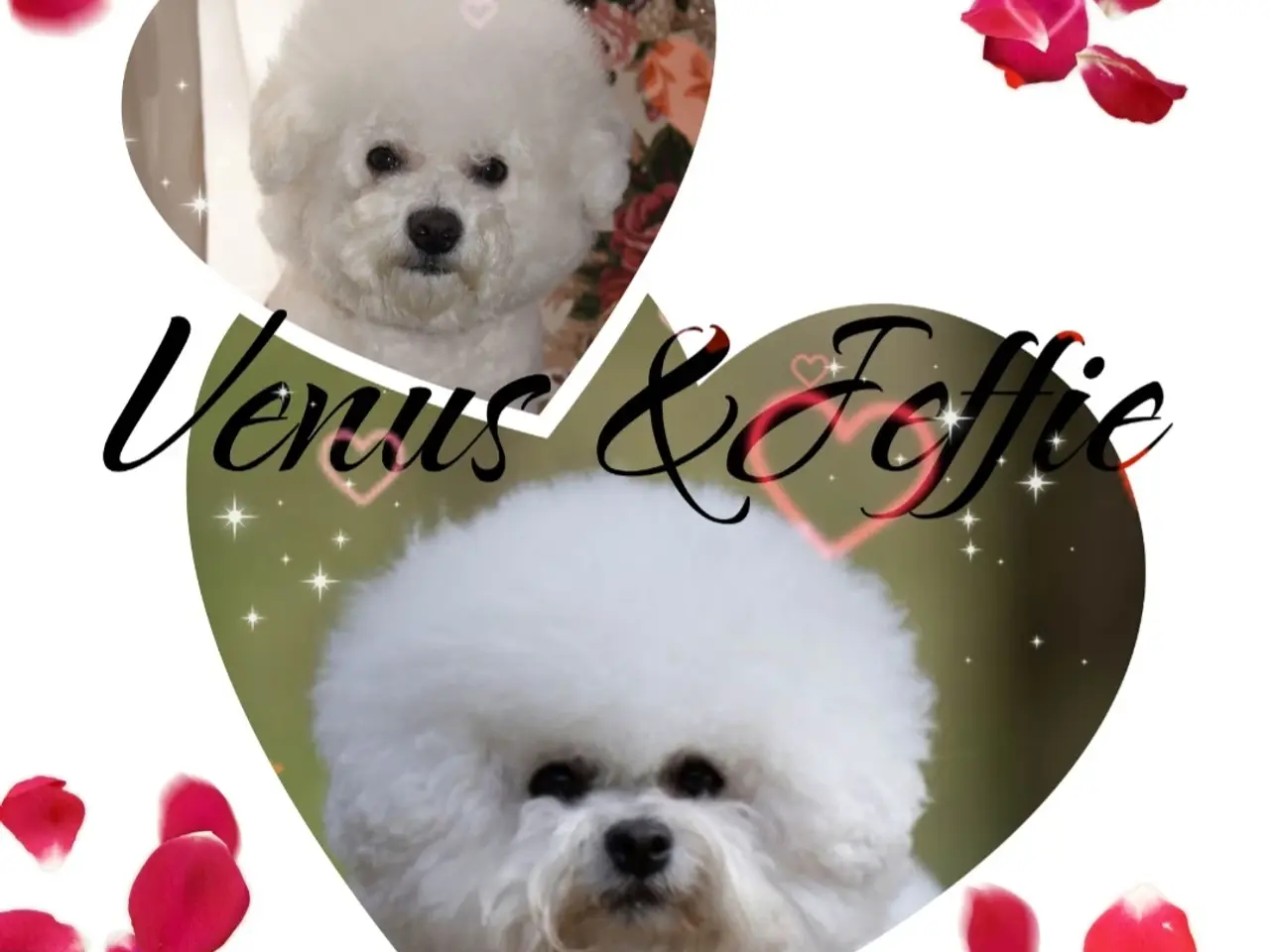 Billede 9 - Bichon Frise allergivenlige hvalpe