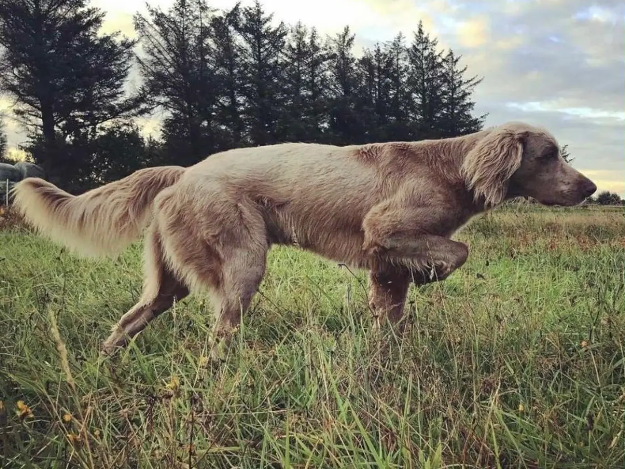Billede 10 - Langhåret Weimaraner hvalpe