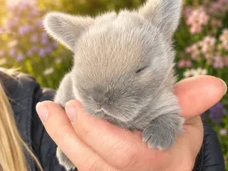 Minilop kaninunge søger nyt kærligt hjem 🏡❤️