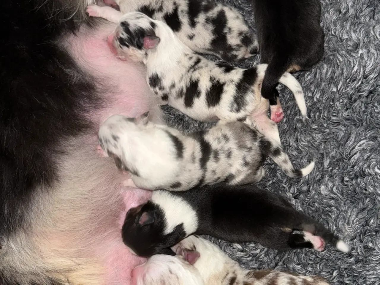 Billede 2 - 8 lækre Australien Shepherd hvalpe