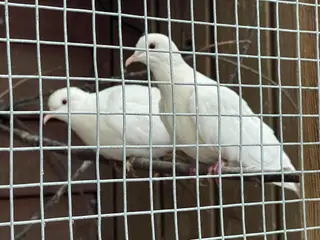 2 Skoggerduer / Trylleduer