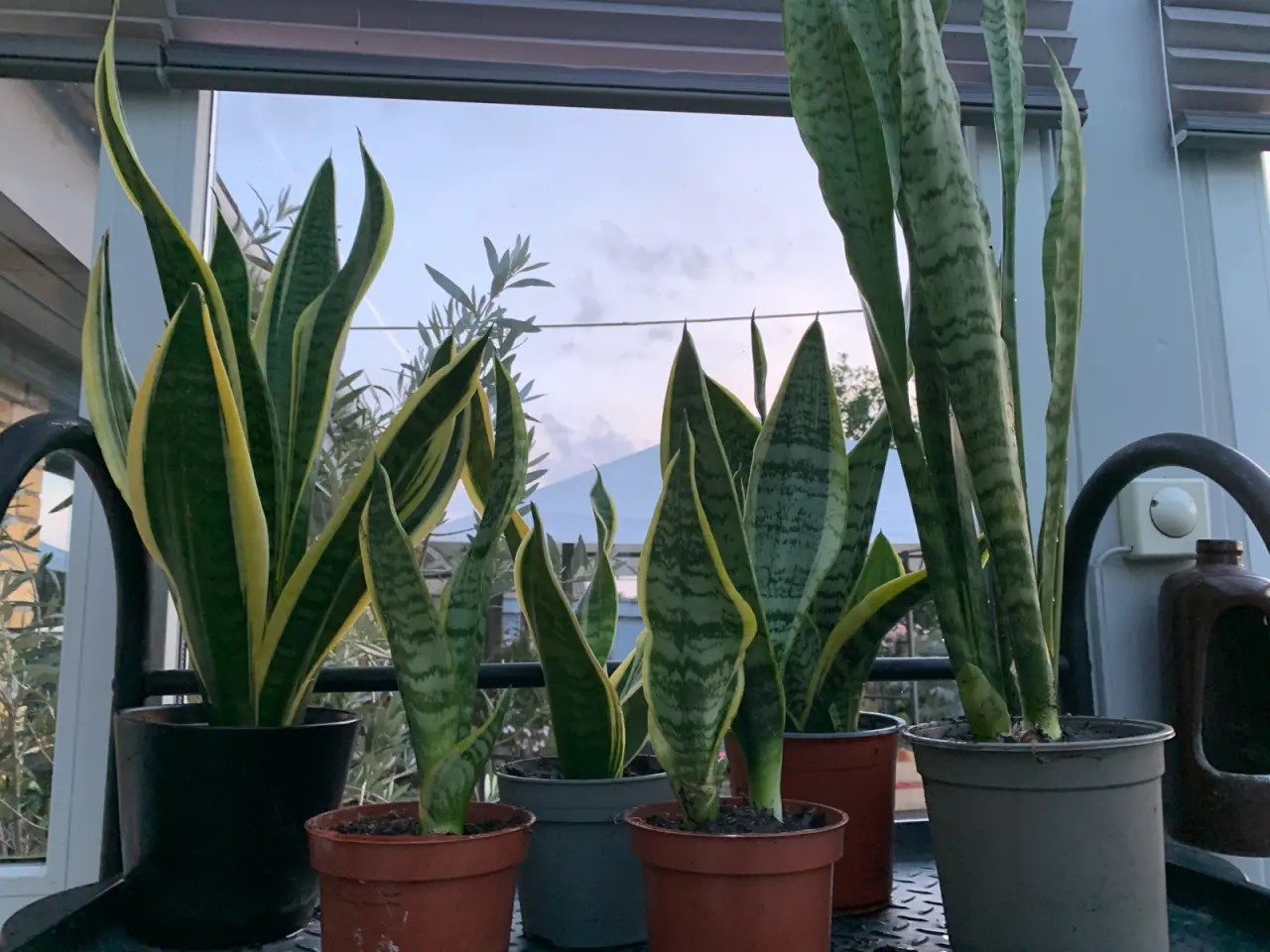 Billede 3 - Diverse gode stueplanter 