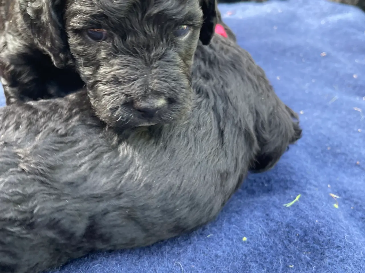 Billede 2 - Cavapoo F1B