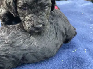 Cavapoo F1B - 2