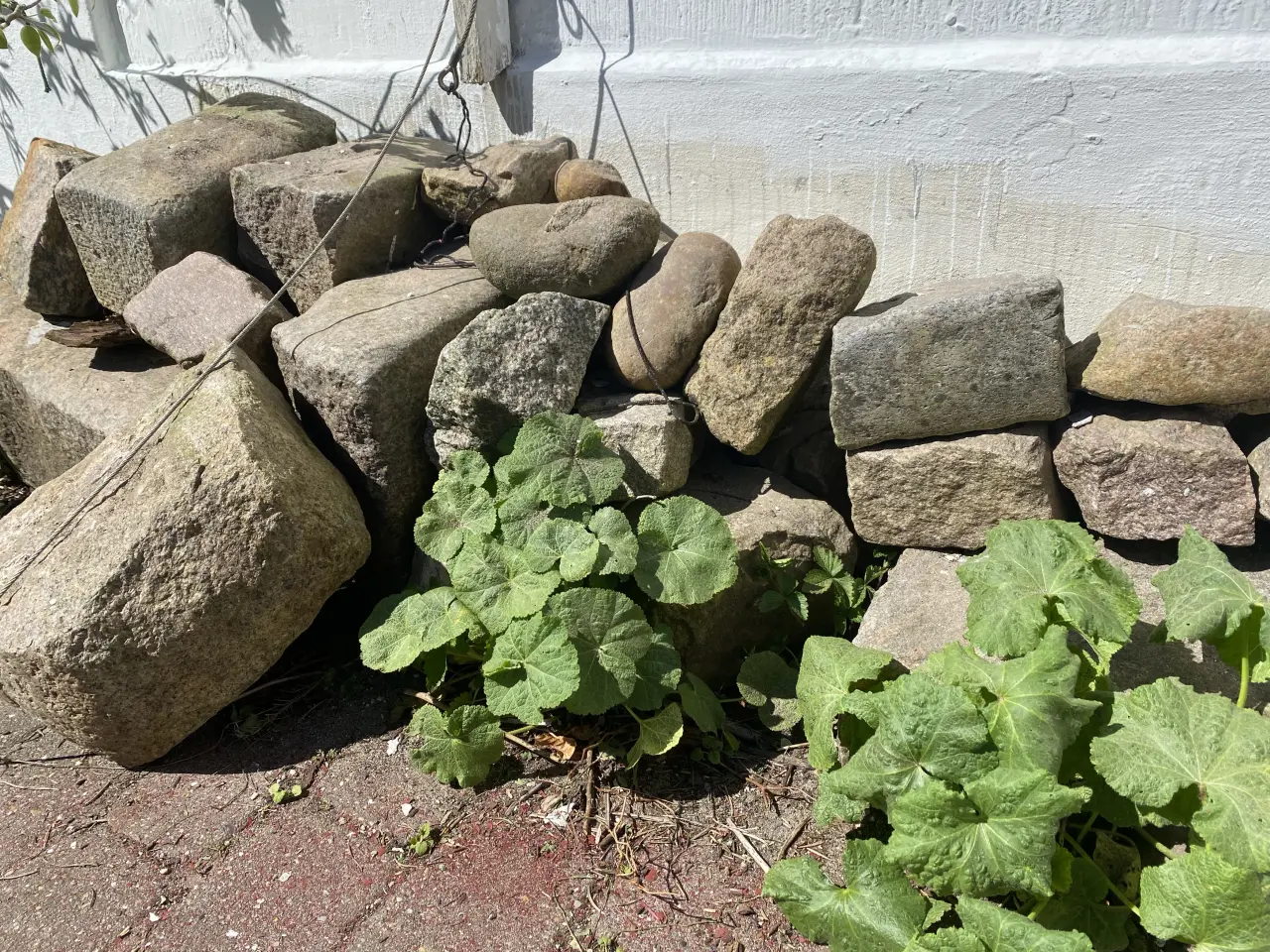 Billede 3 - Reserveret ! Granit - brosten og større kantsten