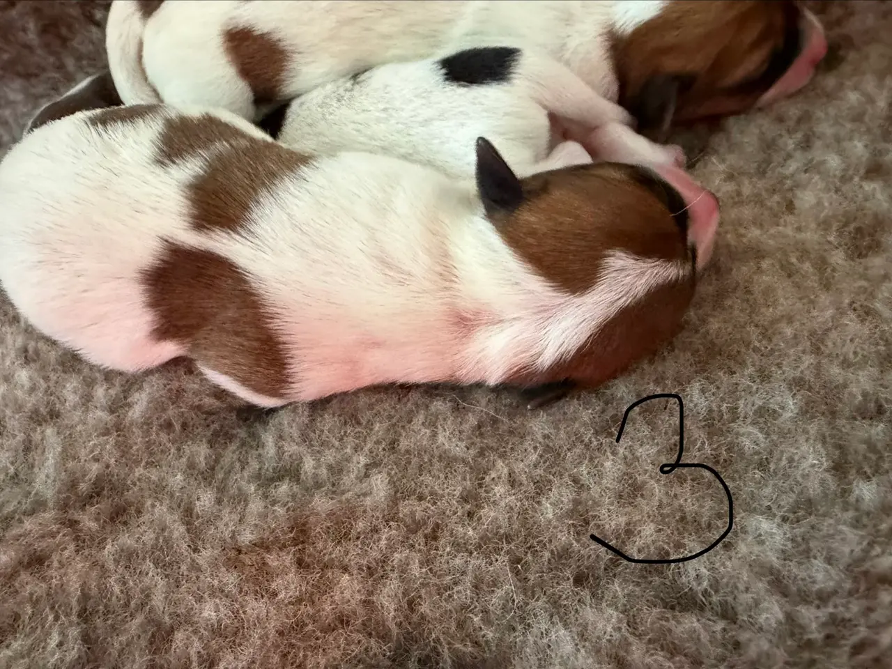 Billede 6 - 7 fine Jack russel hvalpe 🐶