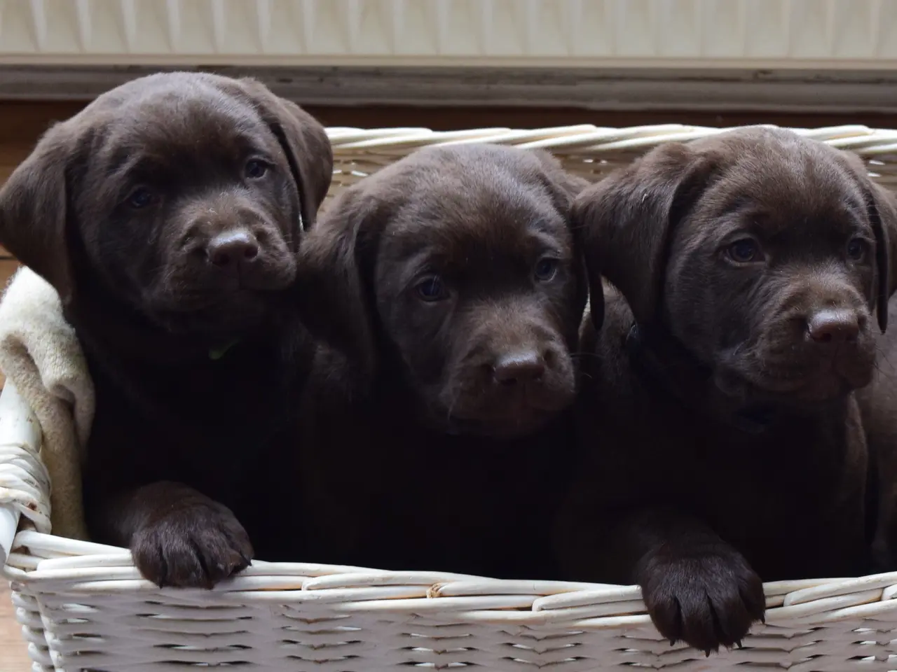 Billede 4 - Brune Labrador-hvalpe med DKK-stamtavle 🐶