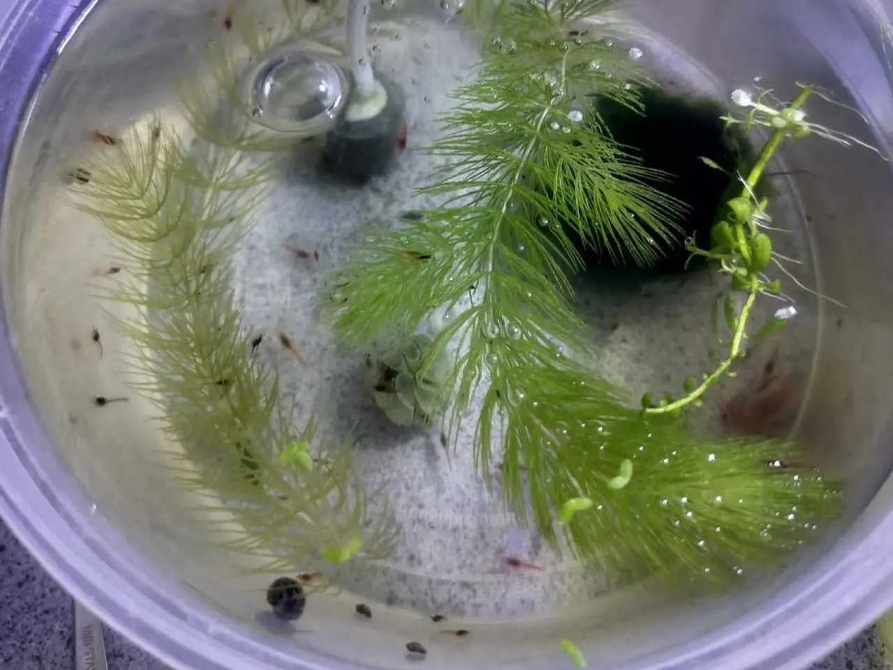 Billede 1 - Mix neocaridina rejer 