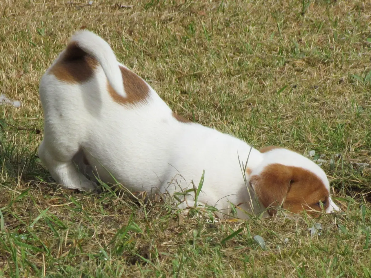 Billede 13 - DKK Jack Russell hvalpe – 2 hanner tilbage!
