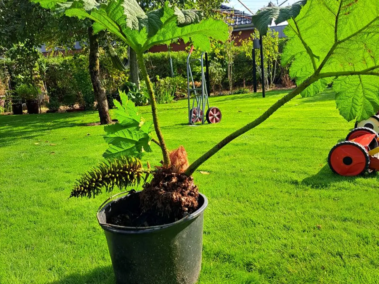 Billede 1 - Mammut / Gunnera Plante