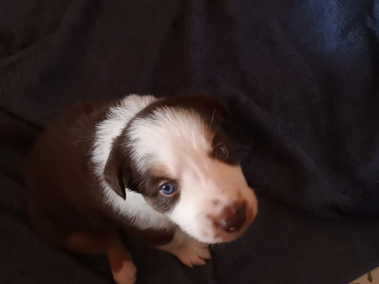 Billede 2 - Border collie hvalpe