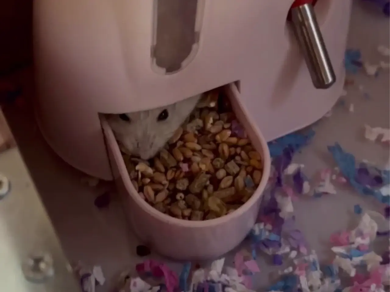 Billede 2 - Stort bur med svæv hamster