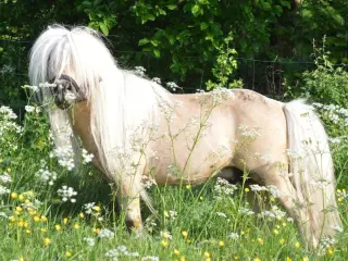 Bedækning tilbydes