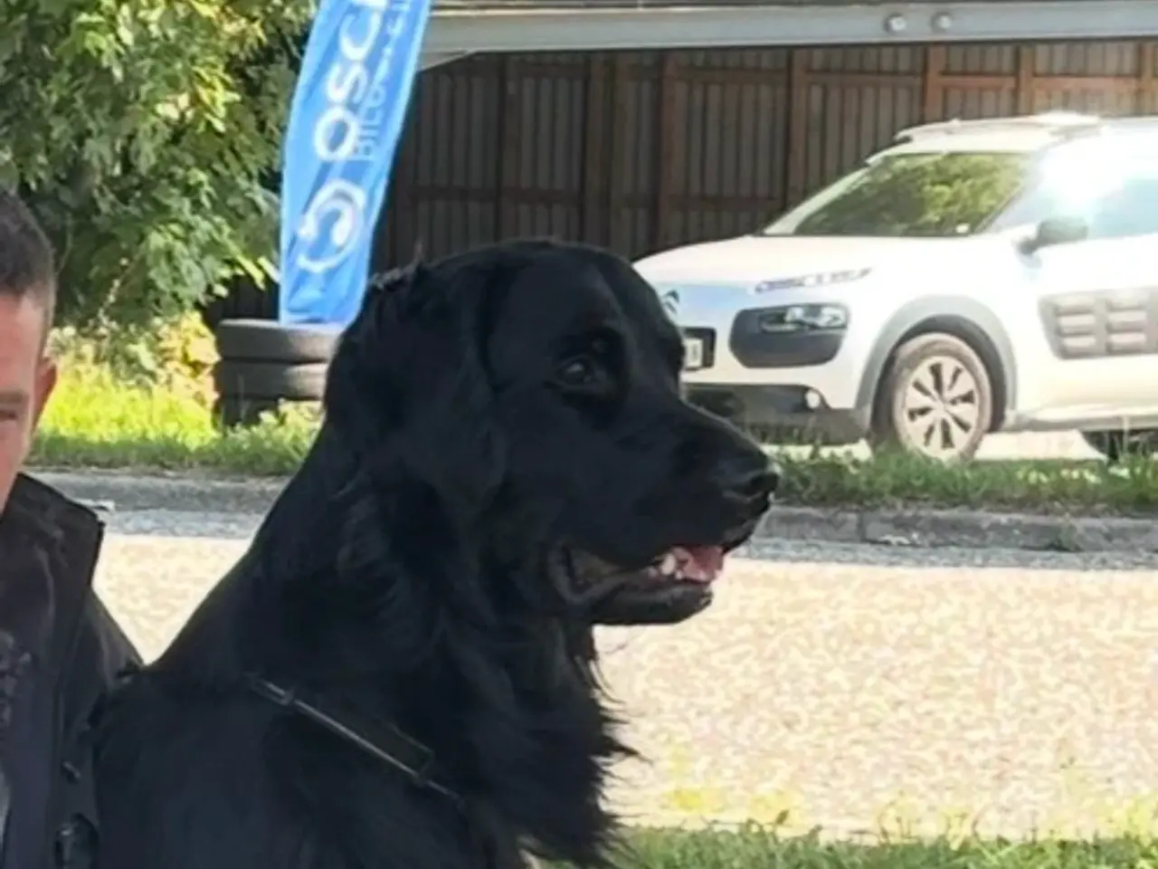 Billede 3 - Kærlig hanhund på 2 år søger nyt hjem 🐾