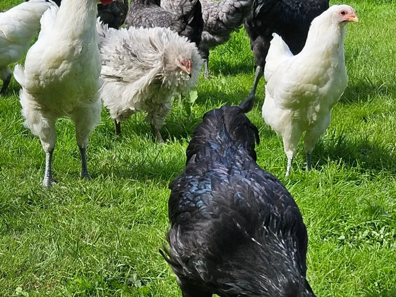 Billede 1 - Unge australorps haner