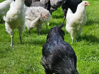 Unge australorps haner