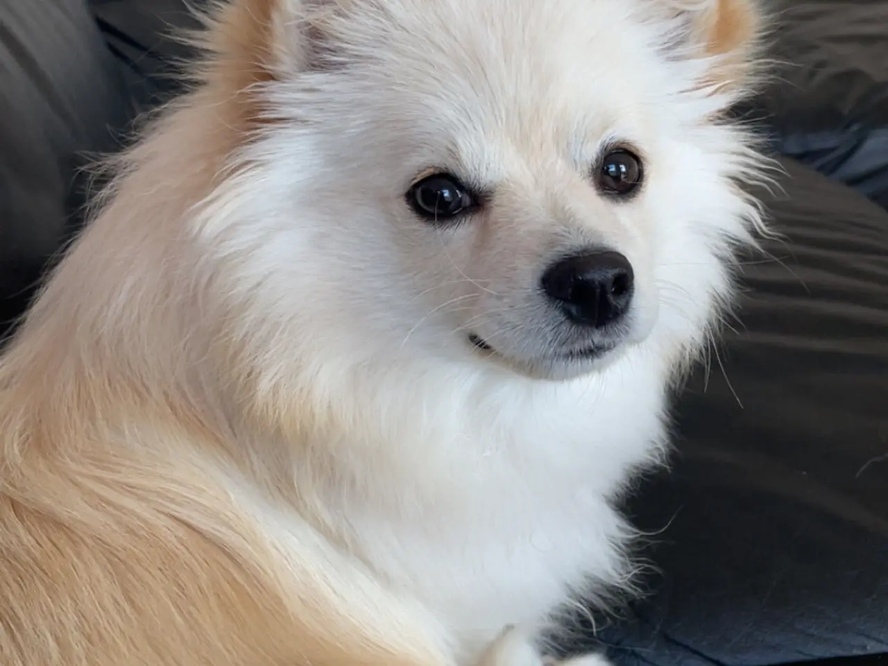 Billede 2 - Skøn Pomchi på 9 mdr