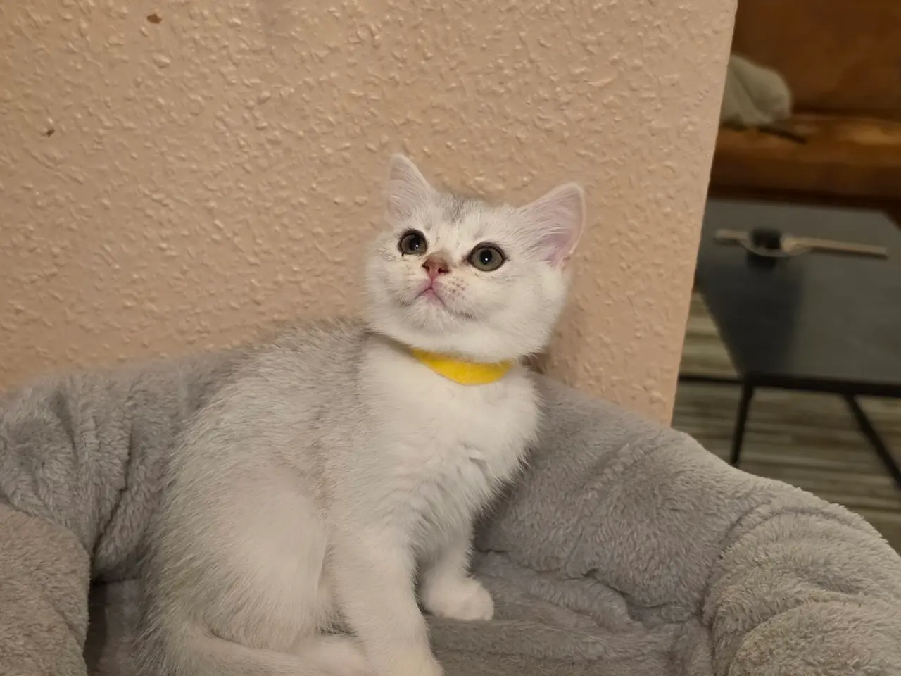 Billede 12 - 🐾❤️ Skønne killinger søger kærlige hjem ❤️🐾