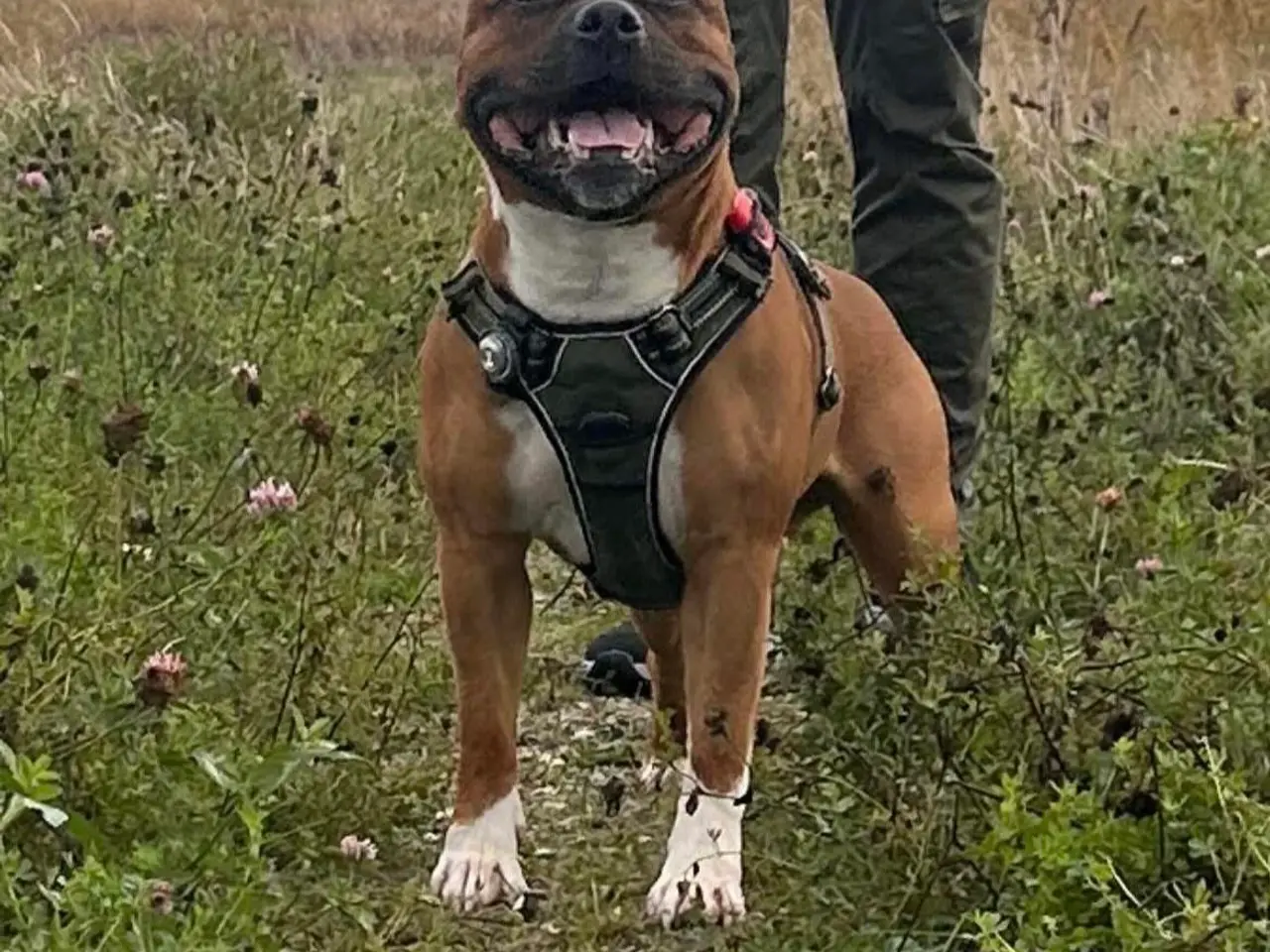 Billede 7 - Engelsk stafford Bull terrier