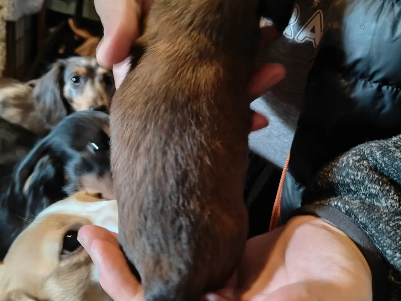 Billede 1 - Langhåret gravhunde dreng - 4 uger