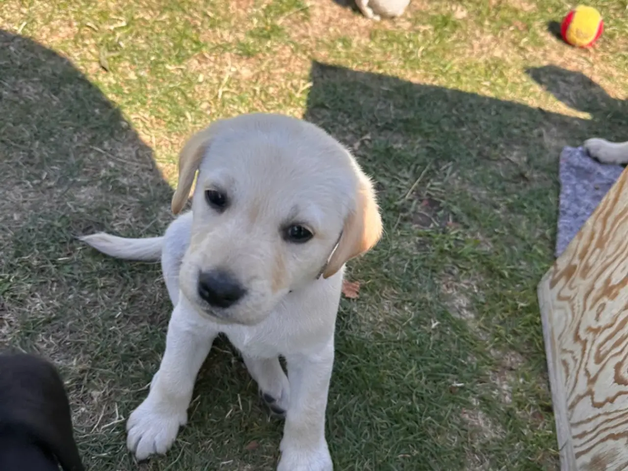 Billede 7 - Arlo og Marley🐶