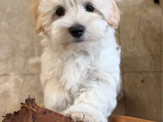 Fine mini Maltipoo er rejse klar nu !
