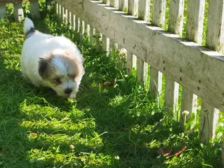 Danmarks Sødeste Coton de tulear han hvalp