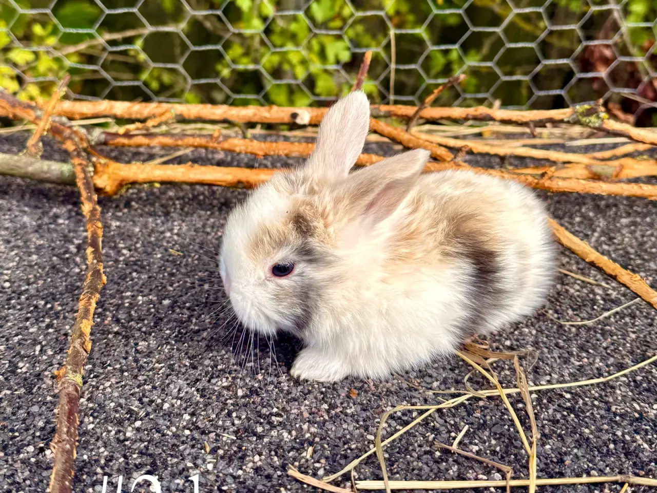 Billede 3 - Mini Lop kaninunger