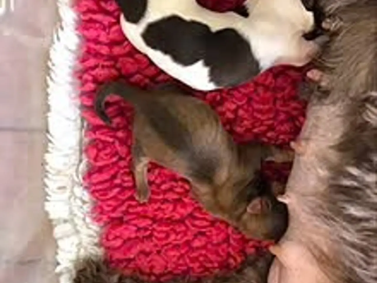 Billede 2 - Parring tilbydes med en Bichon Havaise