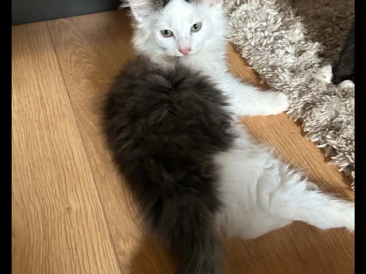 Billede 2 - 2 main coon kitten søger et ny hjemme