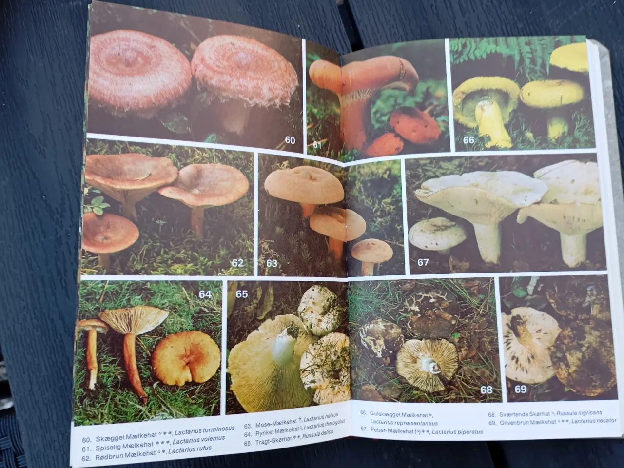 Billede 5 - Svampe i vor natur