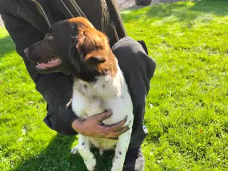 Kleiner Münsterländer