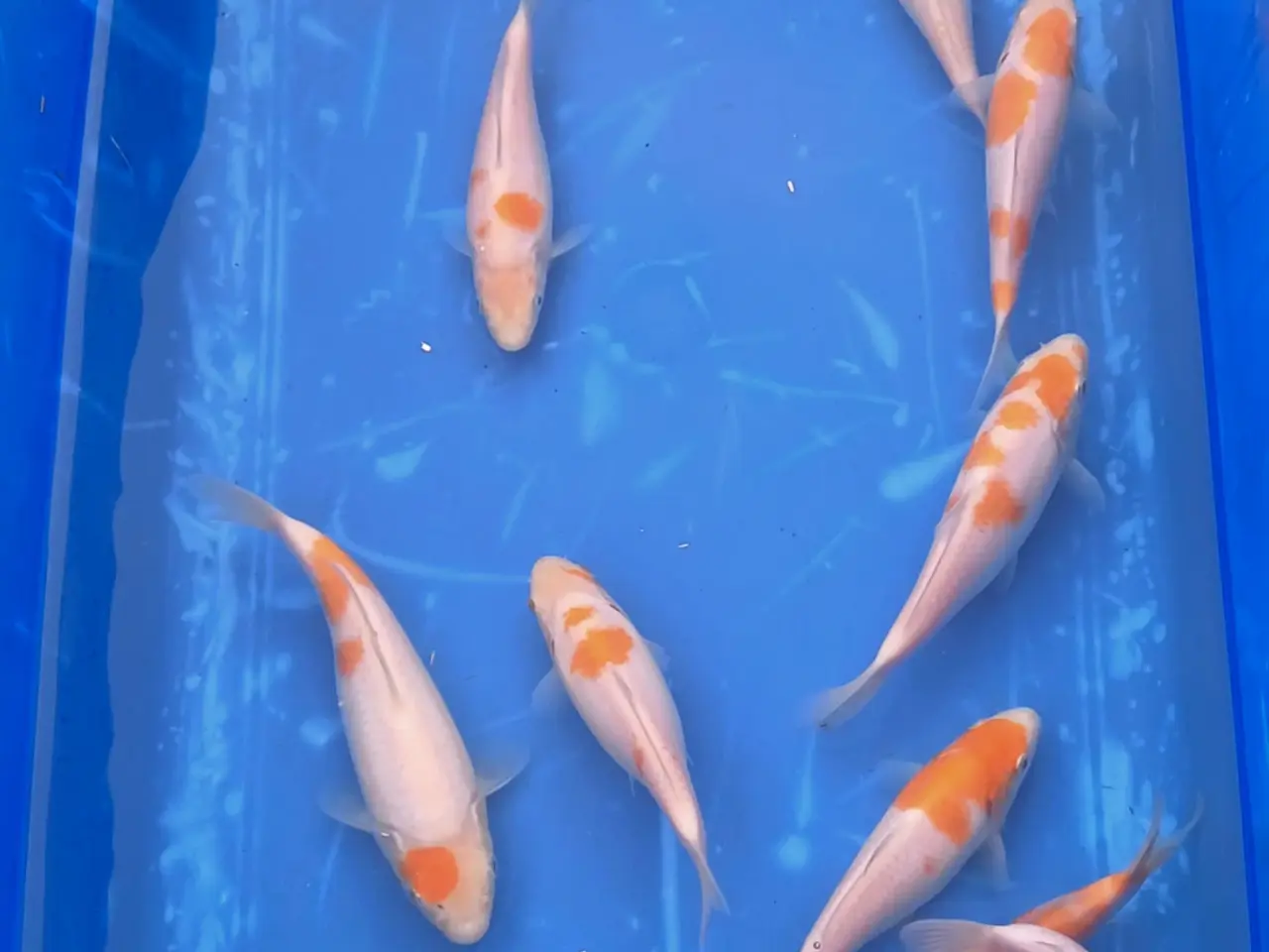 Billede 3 - Koi 20-24 cm