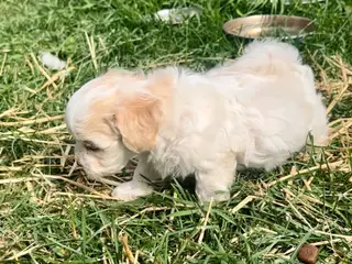 Skønne hvalpe Pudel / Shih Tzu - 5