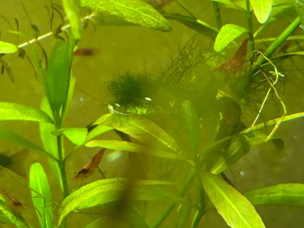 Billede 5 - 🦐🍒 Flotte Røde kirsebærrejer – Viby J