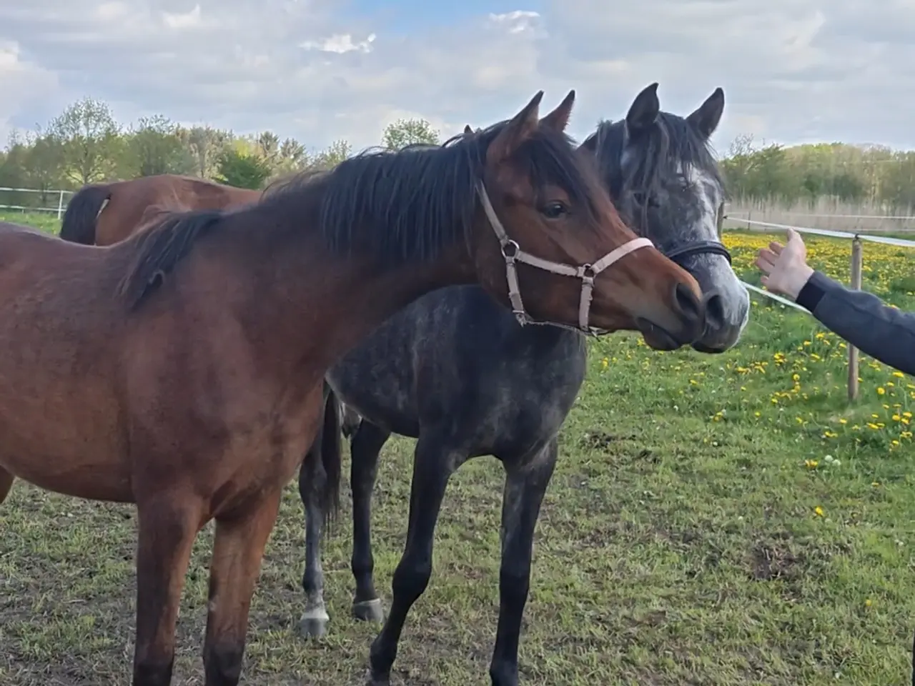 Billede 4 - Ox araber hoppe plag 2 år