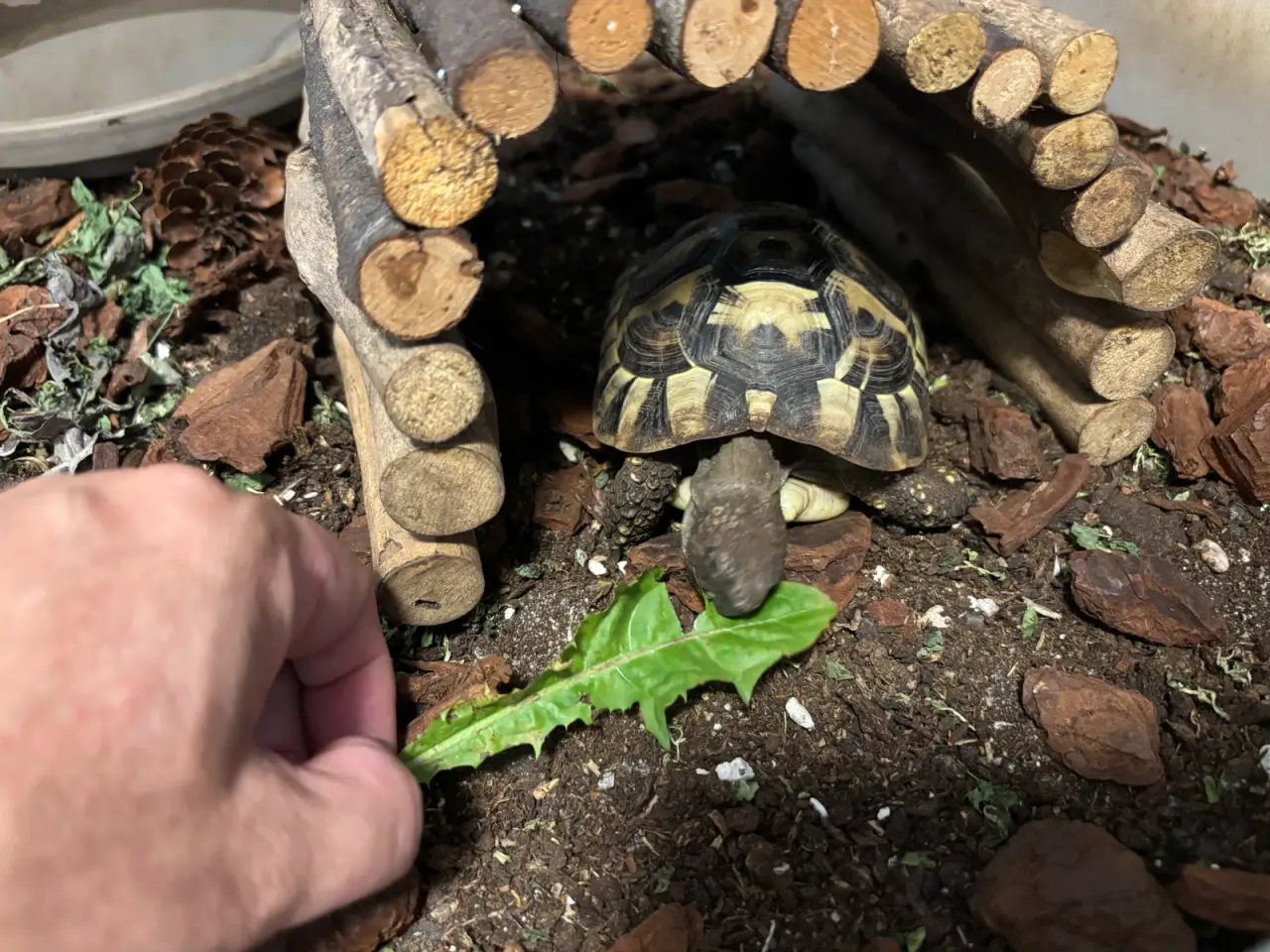 Billede 1 - Græsk landskildpadde
