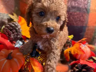 🐾maltipoo miniature August 🐾 - 4