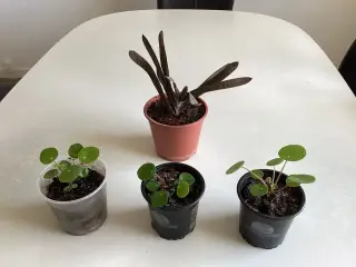 Pilea (pengetræ) planter og Aleo Vera plante