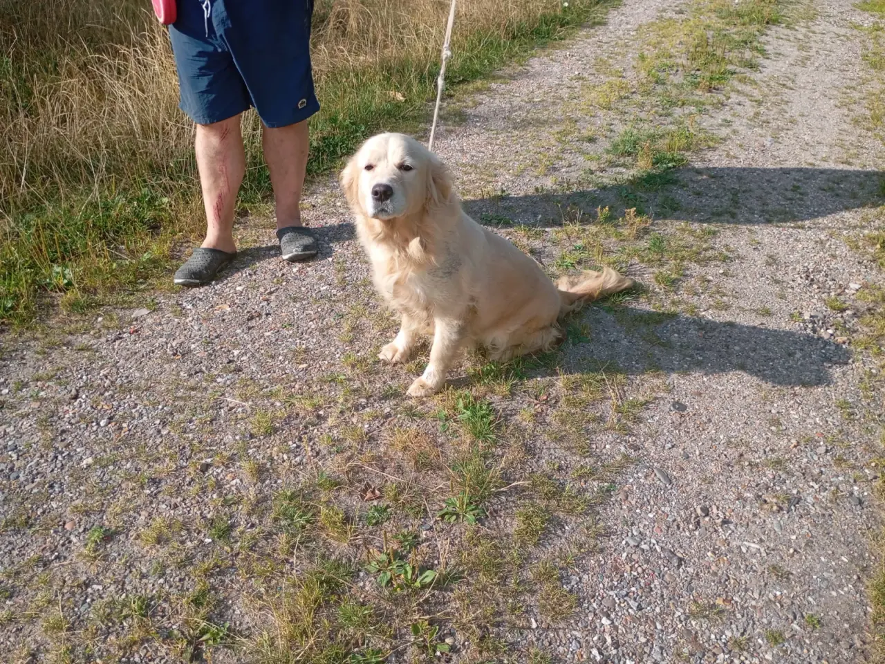 Billede 2 - Smuk golden retriever tæve