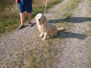 Charmerende golden retriever tæve - 2