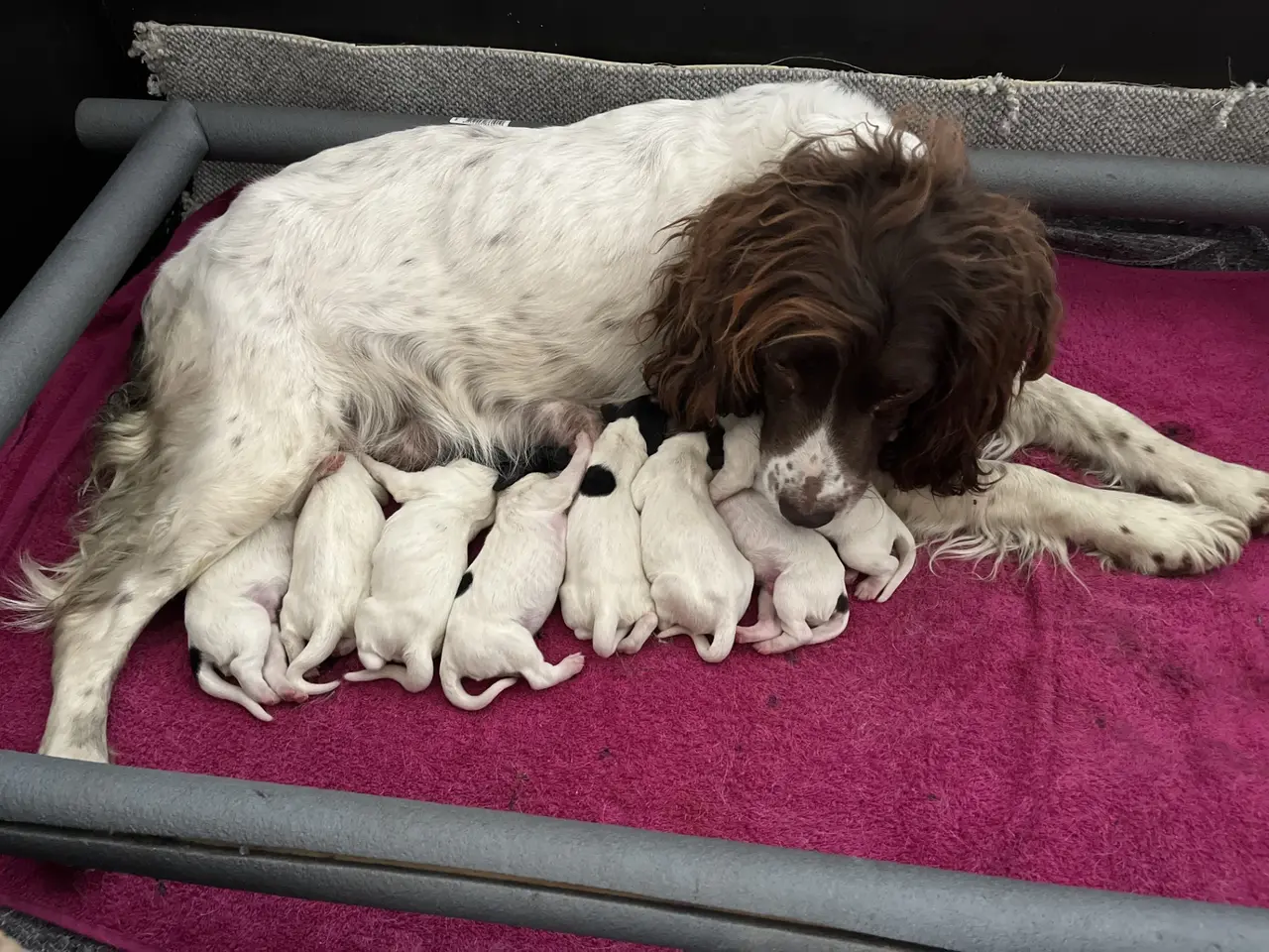 Billede 9 - FT springer spaniel hvalpe