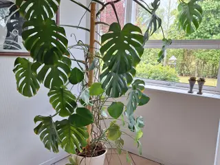 Fingerphilodendron