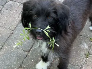 Puddel/jack Russel blanding 