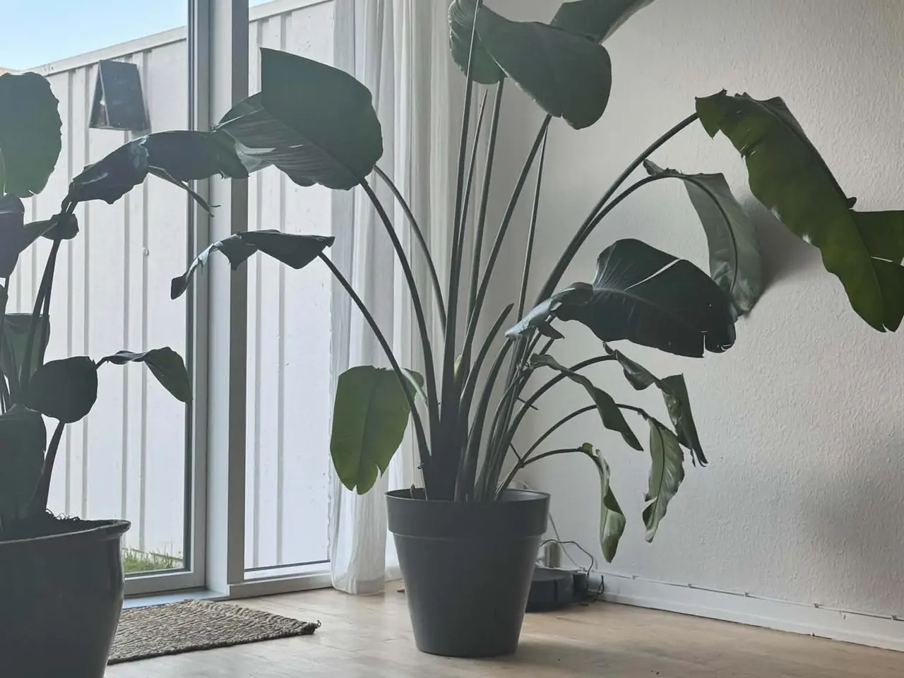 Billede 1 - Stor Strelitzia nicolai – paradisfugleplante
