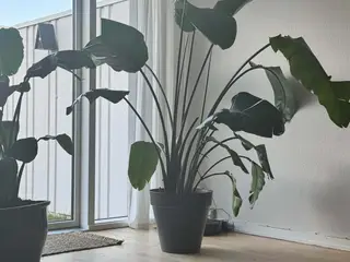 Stor Strelitzia nicolai – paradisfugleplante